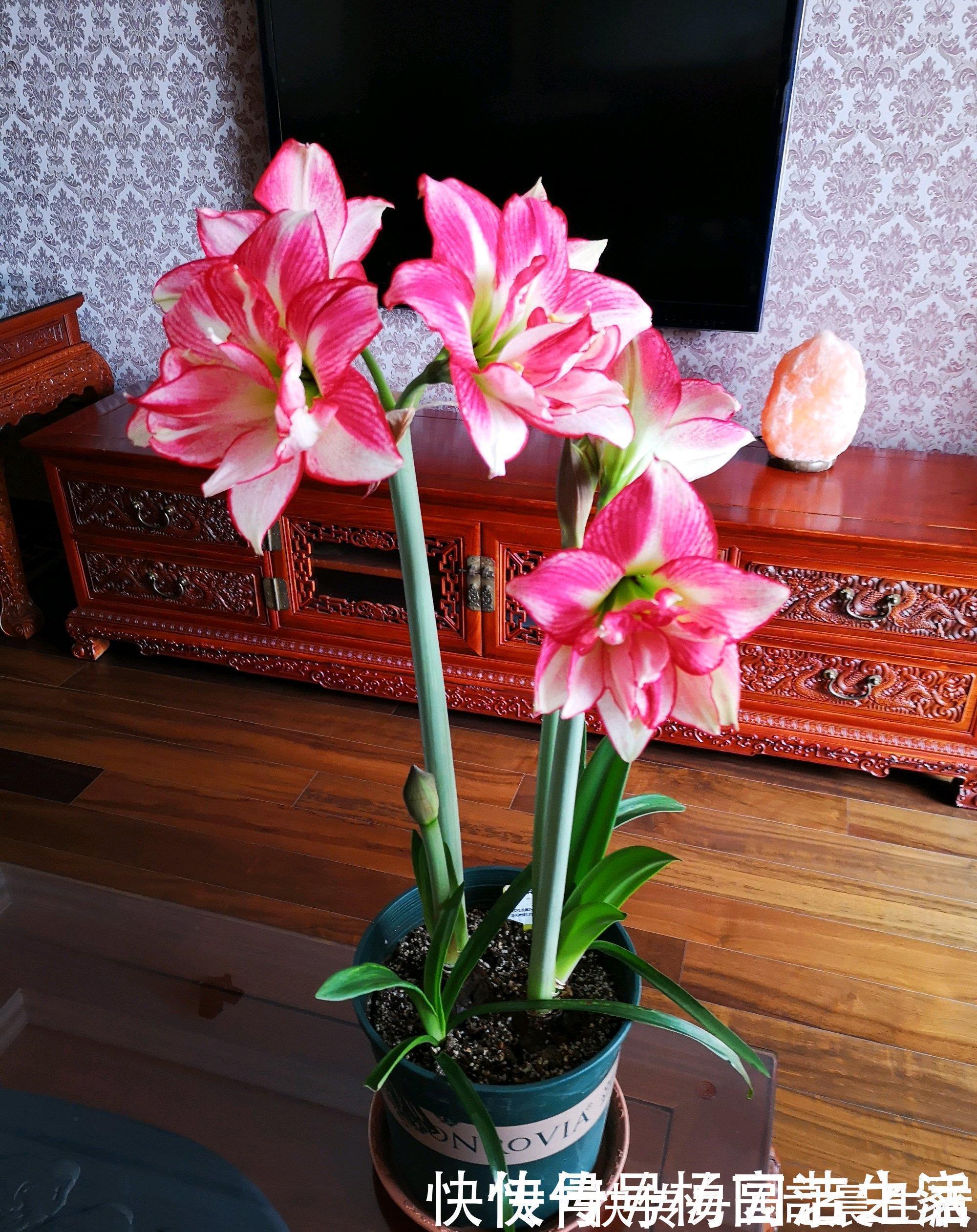 洋朱|此花是世界名花,花大色艳,堪比牡丹,皮实好养活,还是盆栽佳品