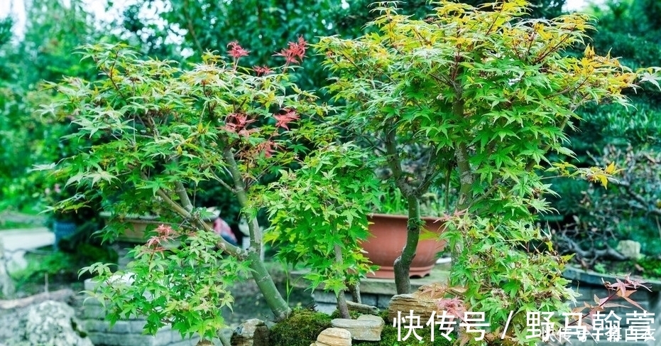 干式|三种“富贵”树，能当盆景“传家宝”，喜庆吉祥上档次