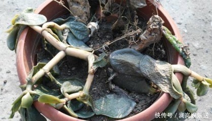 玉树|养了5年玉树,1晚上冻成“八抓鱼”,枝干发软、没救了