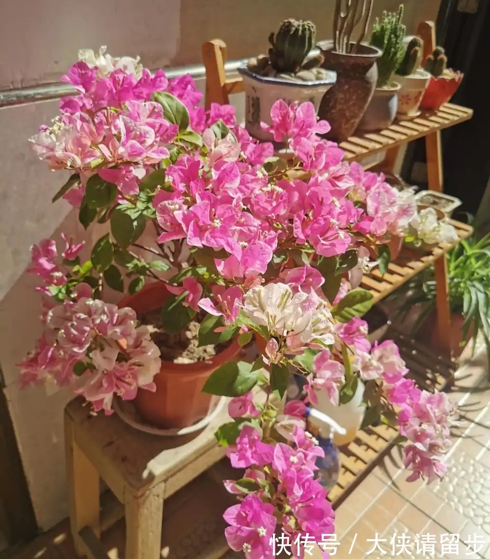 “人养花三年，花养人一生！”家居盆花100种，总有几款你喜欢