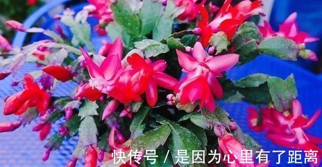 浇水|做好这几点,蟹爪兰到了夏天也不怕,轻松度过高温期