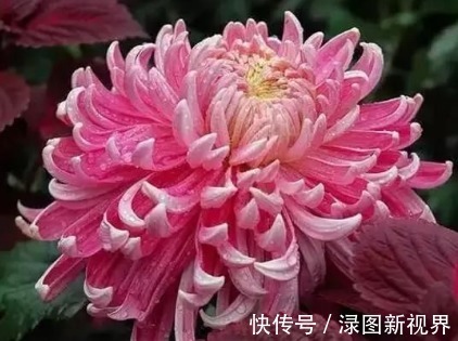 妖娆|喜欢菊花，不如养盆“菊中珍品”大红如意，花似如意，优雅妖娆！