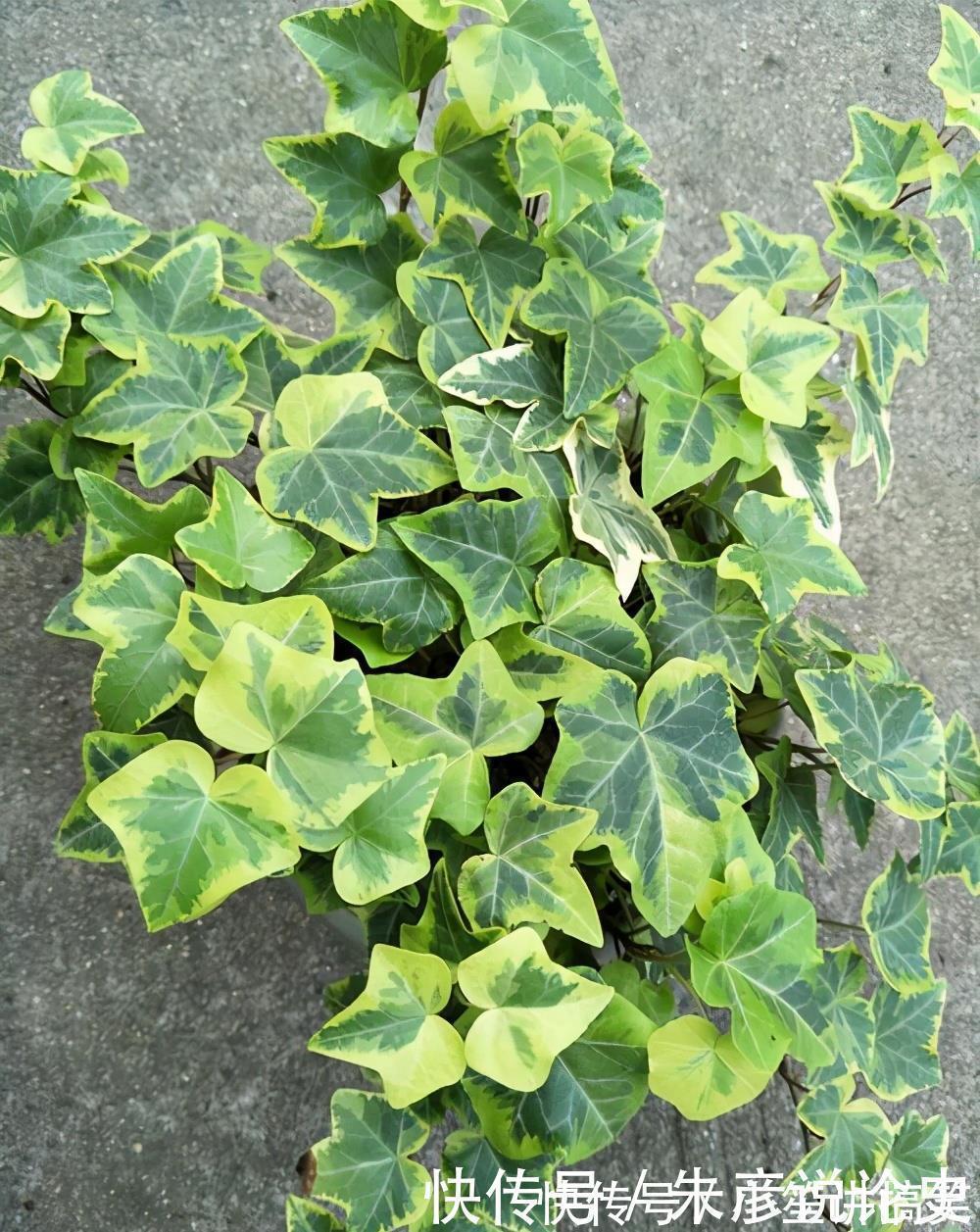 常春藤|家里养什么花,推荐这3种,附带养护技巧