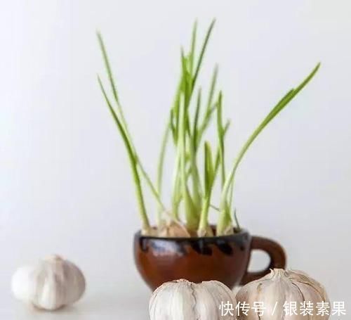 生根|一个芋头芽,埋在花盆里,10天长成大盆景,比龟背竹还漂亮