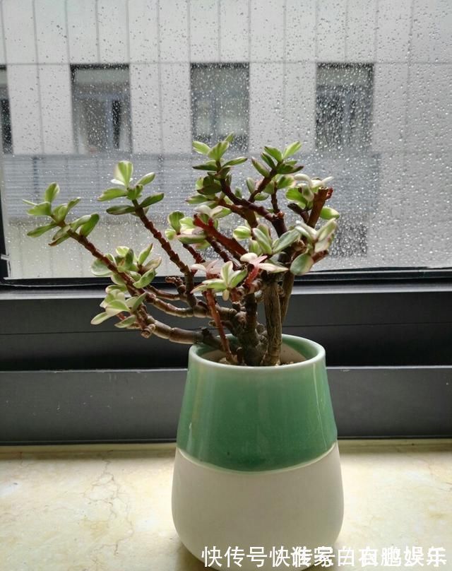 家养2种“树”,过几年就能增值,平日养护也简单!