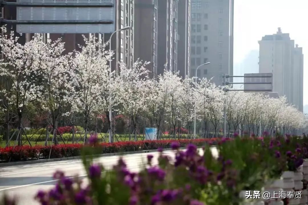 马鞭草|月月有花看，季季有花开！这个“花的世界”惊艳你的一年四季！