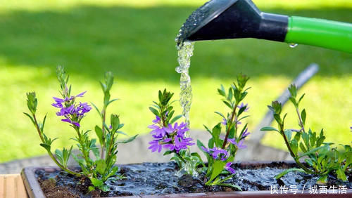 啤酒水|夏天浇花要注意,3种水扔了也别浇花,不然黄叶烂根,难过夏