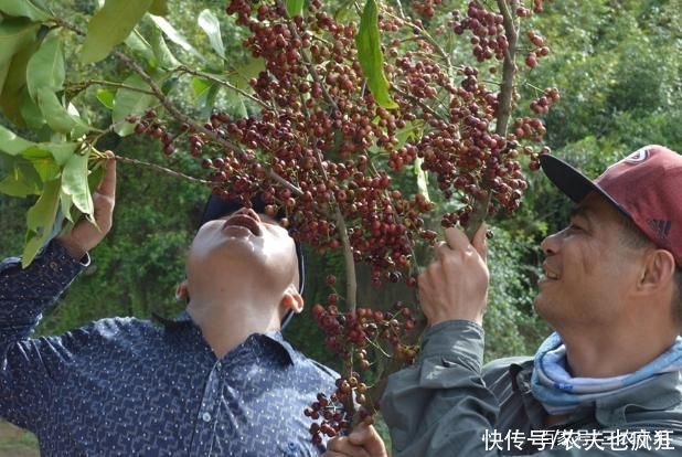 龙葵|8月若在农村度假,这份野果采摘指南送您,吃过3种以上是“大佬”