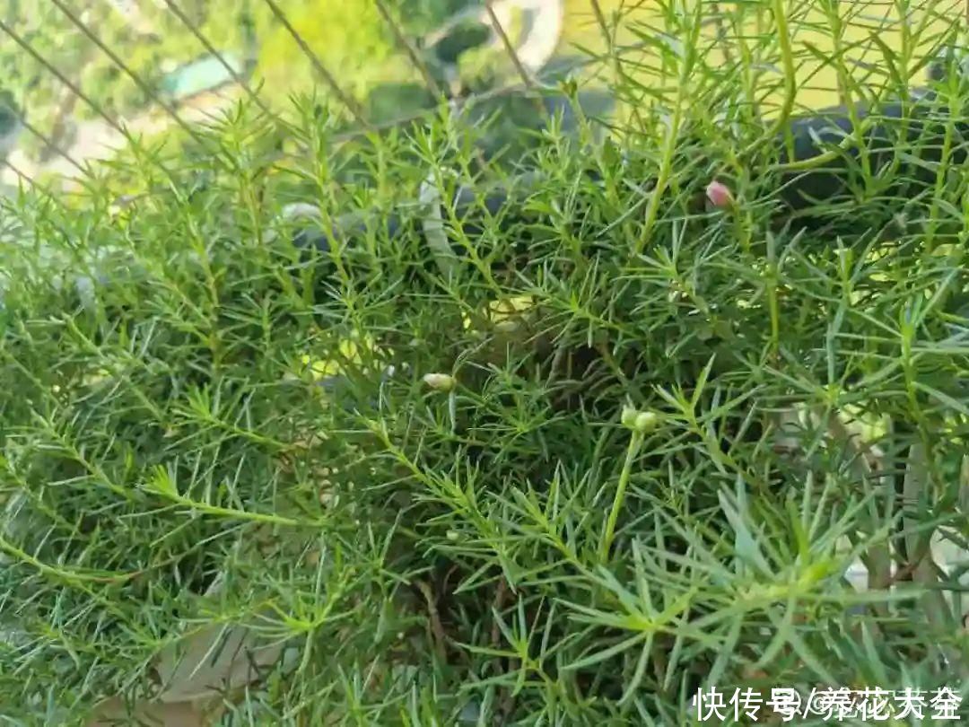 球菊|超便宜的蓝雪花,开出清凉蓝色花,夏天看着超凉快