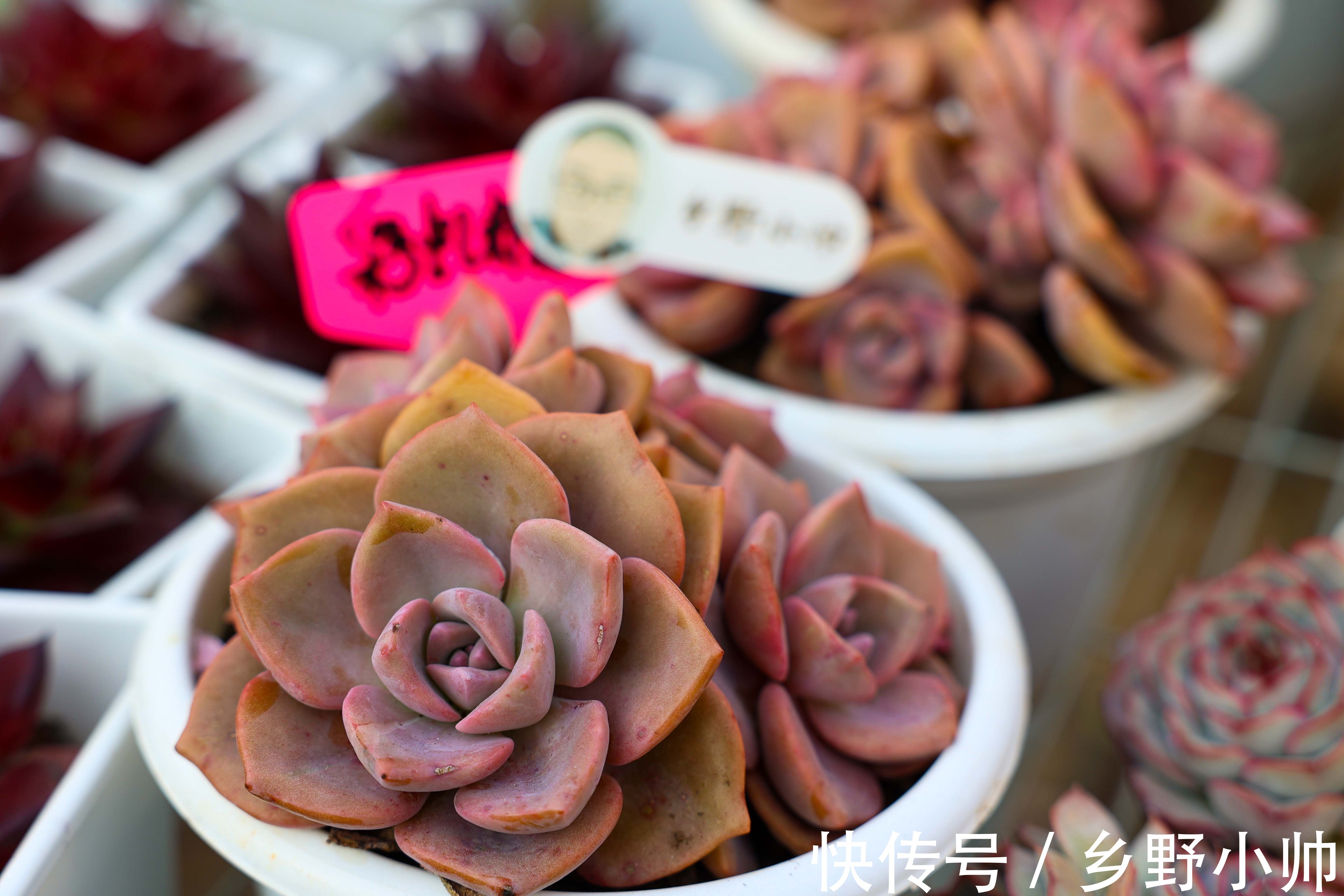 多肉植物不发根?所有的现象都是有原因的,看看你中招了没