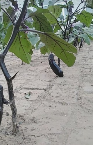 砖缝子里种出片菜园子,不是突发奇想,长势很喜人