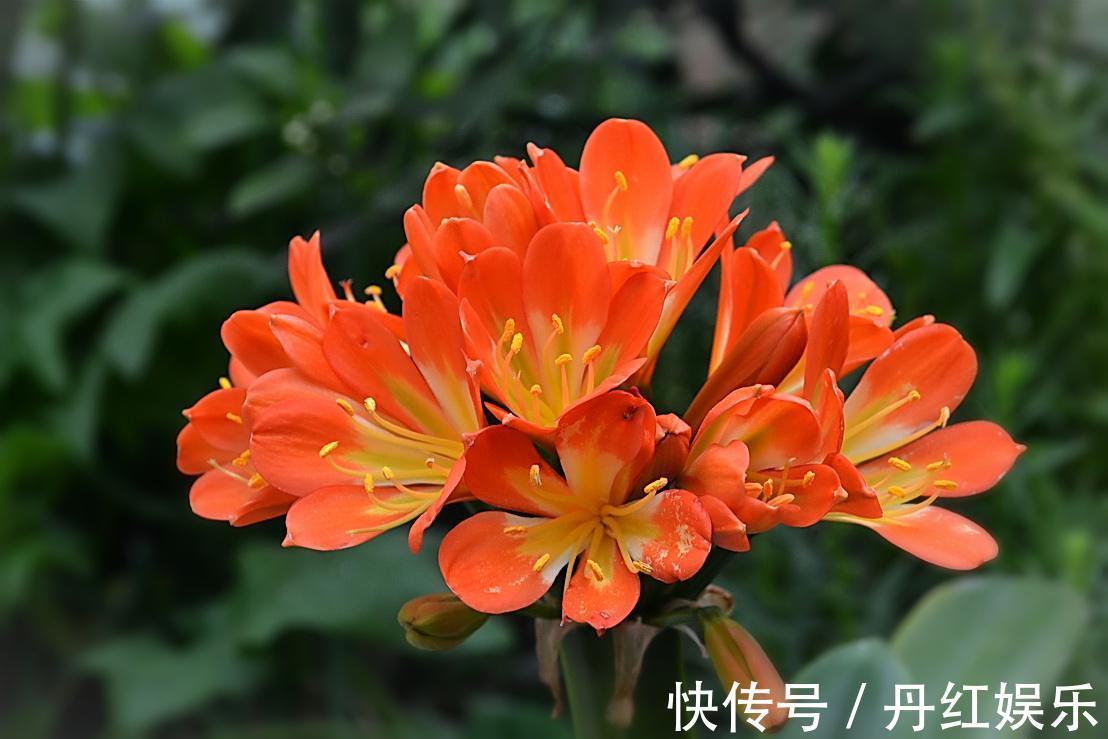 君子兰冬季的养护技巧,做好安全过冬,还能茁壮成长