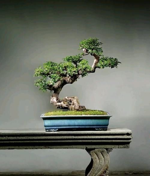 1年回不了家，盆栽怎么办？