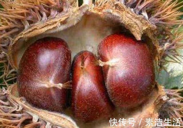 孕妈|怀孕期间,孕妈妈薪水少还要懂得多吃4物,将会对胎儿大脑发育有益处