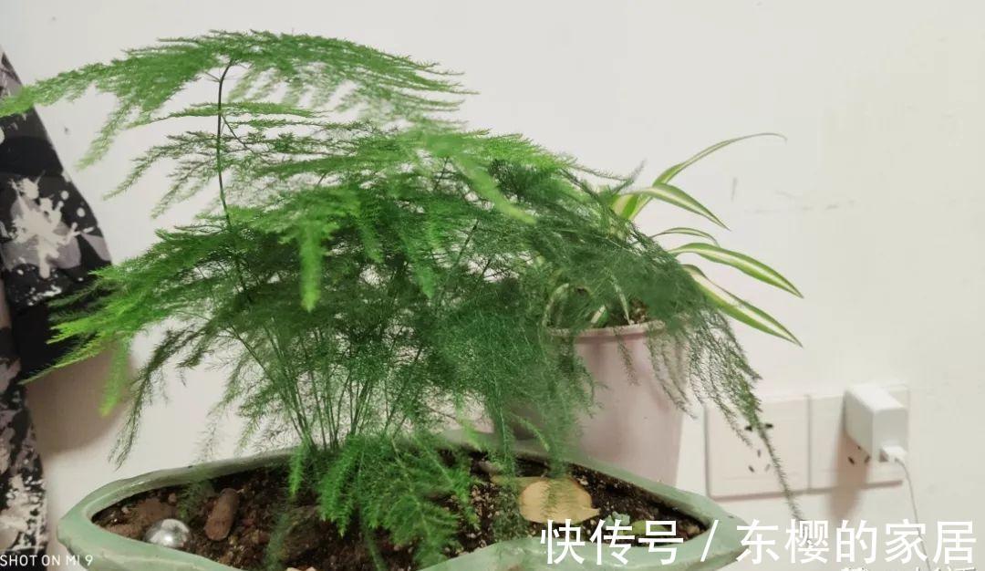 换盆时机到了，有这花赶紧换，换完立马疯长！