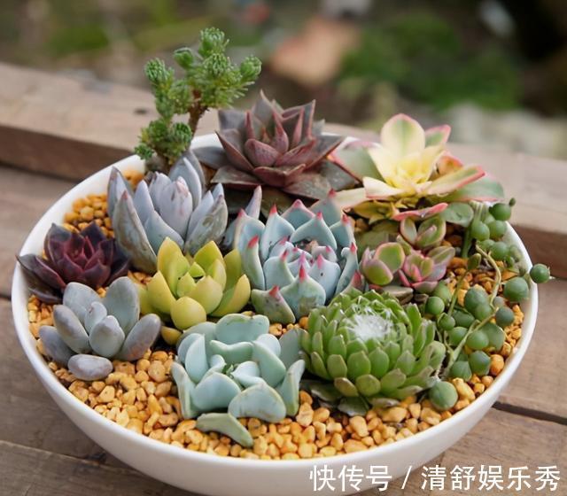 胖乎乎|养多肉浇水记住3句“口诀”，叶片“胖乎乎”，养出漂亮状态