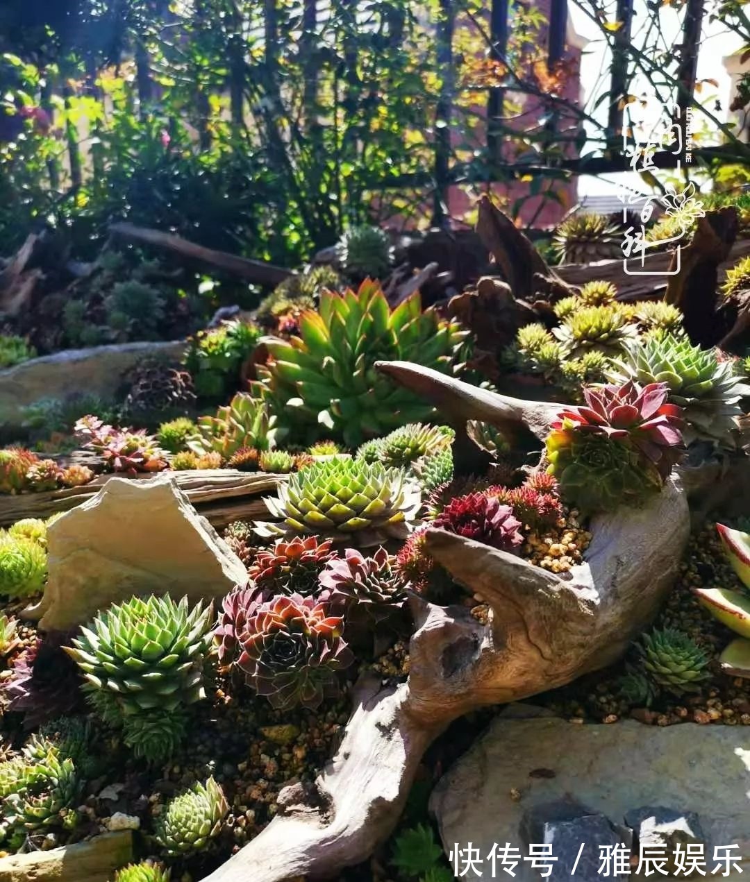 框子|这多肉拼盘这么仙!如何制作达人手把手教你制作长生草拼盘!