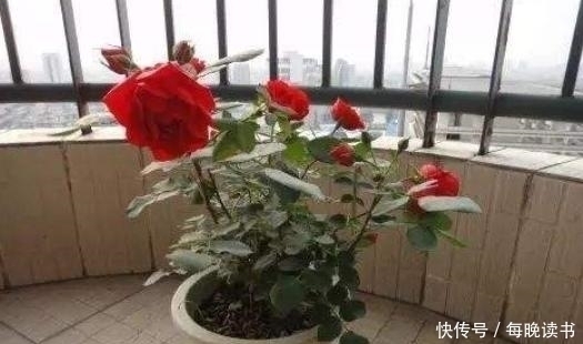 植物|有4种花,最爱抽油烟机的“废油”,挖个洞、倒一点,轻松爆盆!