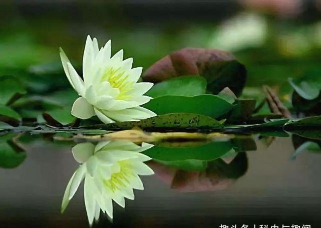 供养佛衣的功德