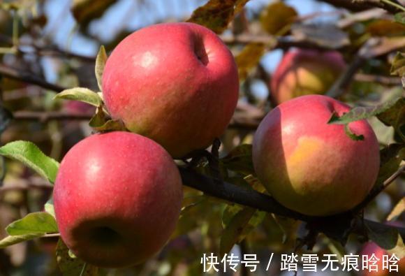 心脑血管|高血脂不能吃苹果？医生：若想血脂稳定，秋天4种水果尽量少吃