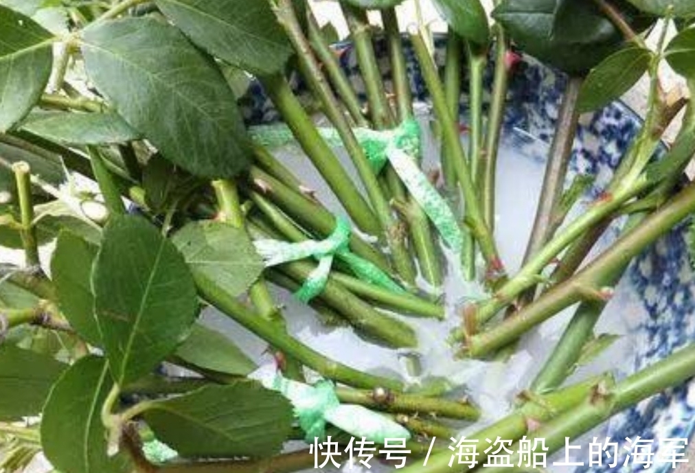扦插|生根剂不用买,3种小东西做成生根水,也能使插穗快速生根