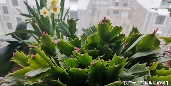 光照|蟹爪兰迎来花期,养护避免“4个动作”,花苞一个不落,越开越美