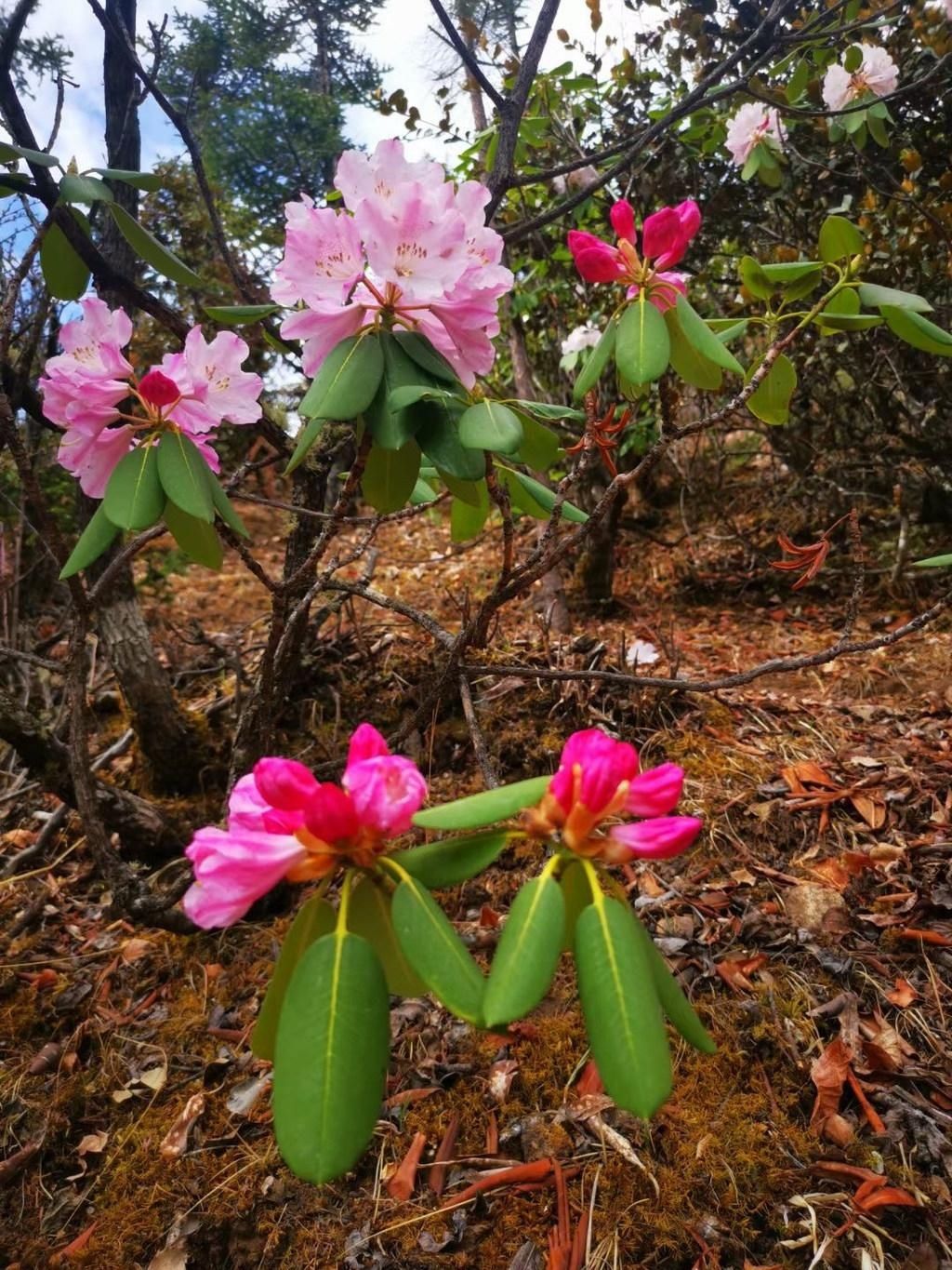 杜鹃花|超美！得荣太阳谷百里杜鹃怒放