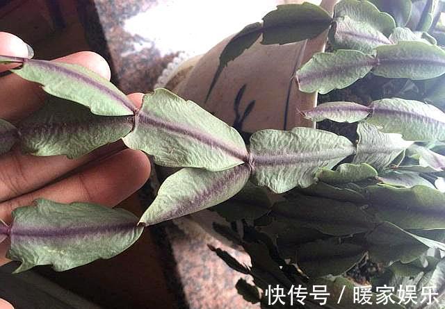 蟹爪兰长出新叶是红色,要分情况对待,对症下药,来年才会开满花