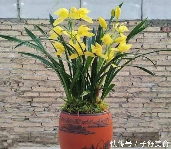 这种花,比茶花漂亮,比茉莉还香,年头开到年尾,比君子兰强多了