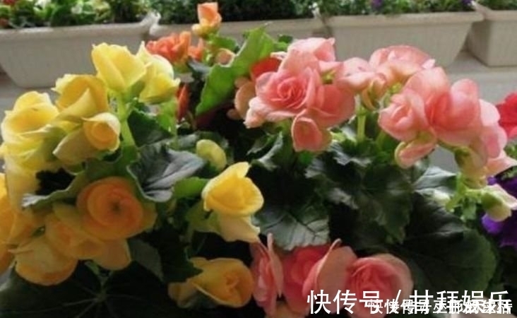 花瓣|4种花一开就是大半年,沾土就活,懒人新手都能养好,美成花海!