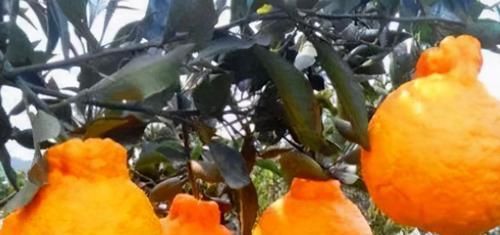 每天不妨多吃3种食物，润滑肌肤、调理肠胃，好吃又健康！