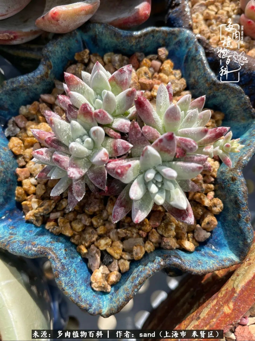 带着200多盆多肉,三个月搬两次家,是一种怎样的体验