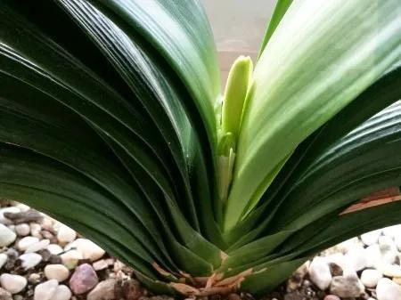 休眠期开花，剪掉才能活，需要一些养护技巧，才能保证安全度夏