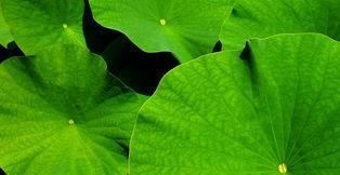 血液|一旦发现血脂高，6种食物要多吃，帮你净化血液， 血脂自然消