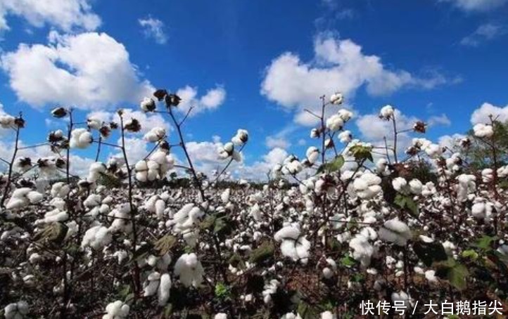 “Nike”又摊上事!中国五大平台将其下架,现又在美吃官司