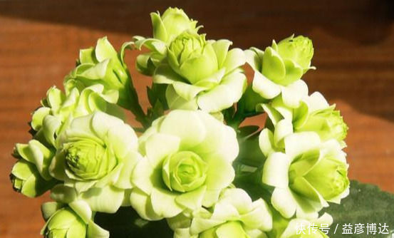 养这种花别心疼，天热时剪一剪，很快就爆盆，花期一到开满盆