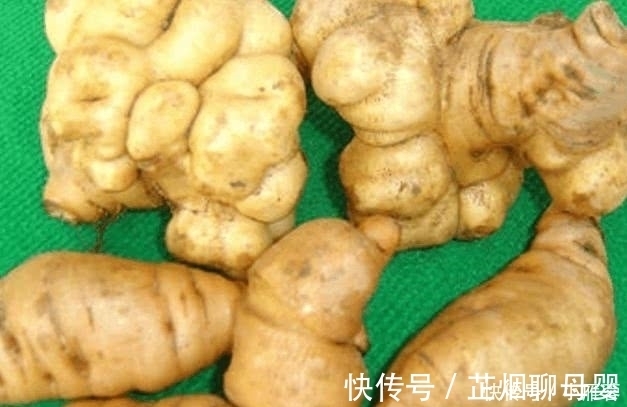 地黄|生长在农村路边的一种野草,被称为是“补益药”,知道是啥野草吗