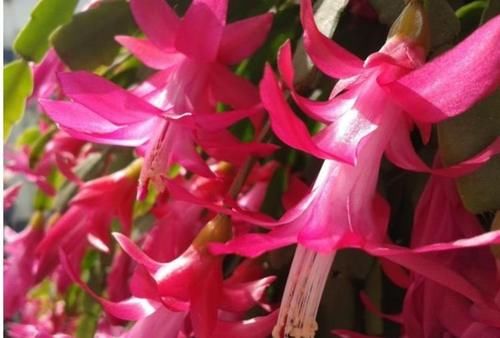 4种漂亮花，好打理，家里财运亨通，旺运一整年