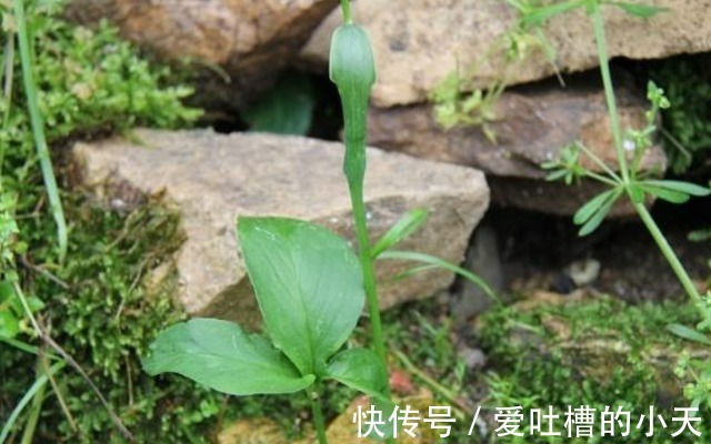 小植物|路旁一种小植物，看似不起眼却要160元一斤，今天知道请珍惜