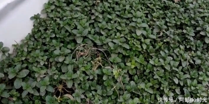 红色根茎的这野草,人称“夜息香”有极高的经济价值,或许你吃过