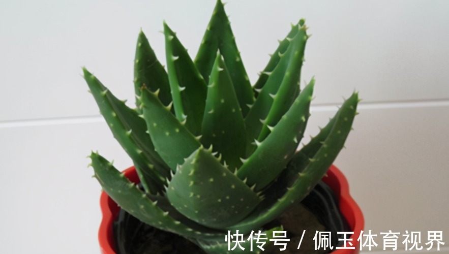 养花浇水不能大意,学会这些技巧,植物养得郁郁葱葱