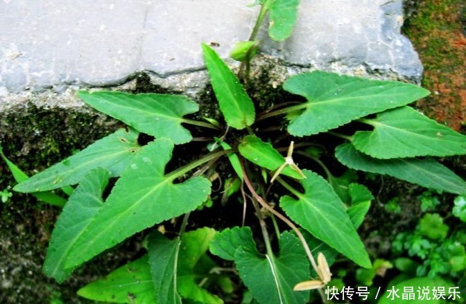 凉血|农村以下常见的野草,能清热解毒,凉血消肿,清肝明目,你认识吗