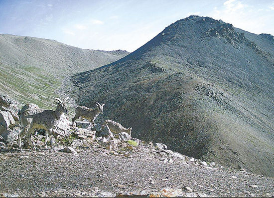 绿水青山|让绿水青山成为未来最美底色