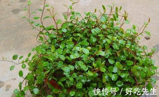 客厅|养这三种吊兰,美翻你的客厅,随便一插就能活,根本不用买!