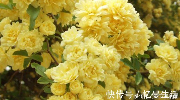 4种花养在家里,非常容易长爆盆,十分美丽,生命力顽强