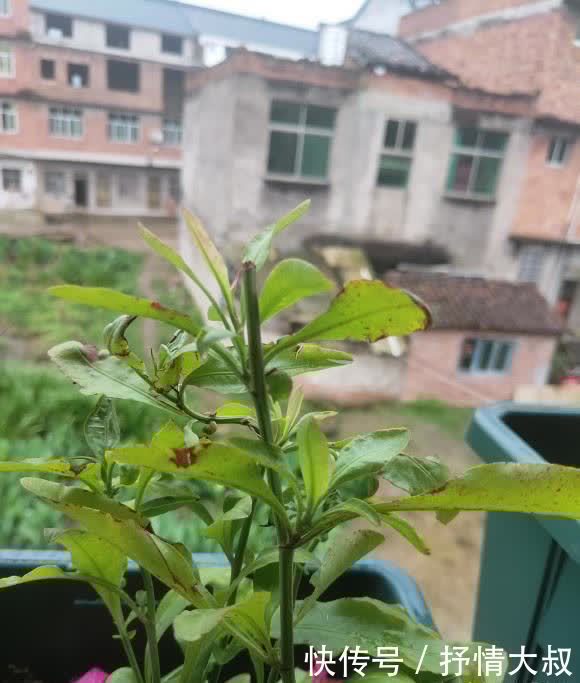 5块钱买棵蓝雪花,用大盆养,喂鸡粪肥,夏天开出2平方的花