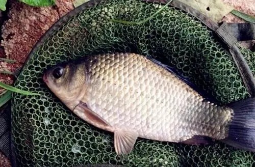 难度增加了一个台阶的深水钓鲫,根据这些分析也能钓好它!