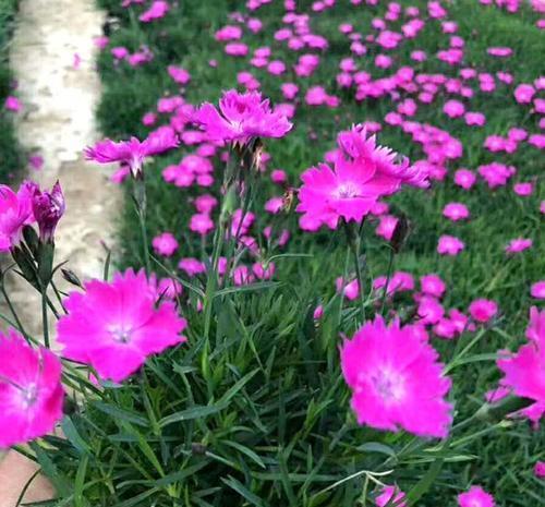 此花-20度冻不死,不挑土壤不怕踩,一年开花200天