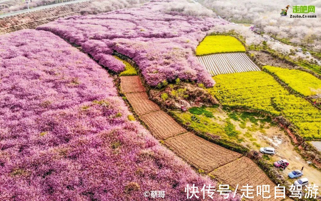南疆|快开啦！这些地方的春景正在悄悄席卷全国，大气又美丽，别错过