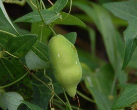 根部|农民们认为有毒的野果子,国外叶子也拿来食用,殊不知根部更珍贵